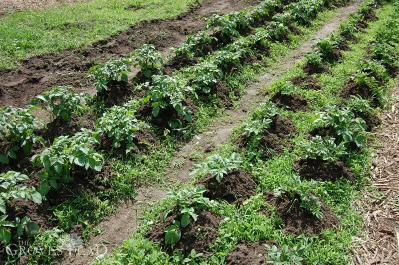 Potato vines after mounding dirt around the base