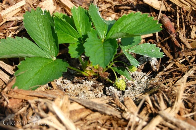 Ashes placed around strawberry plants to deter slugs