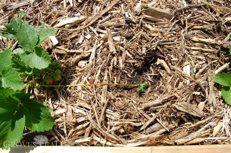 Strawberry runners grow at an amazing pace