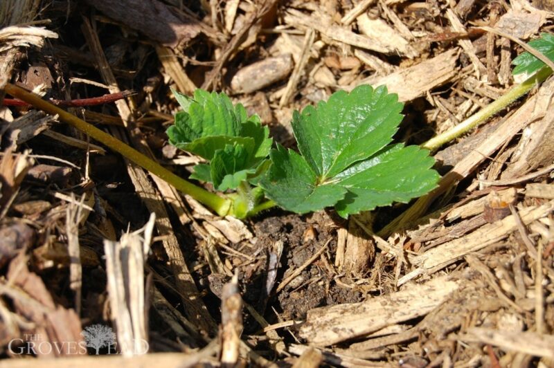 Planted strawberry runner taking root