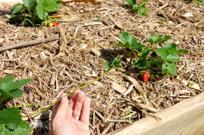 Strawberry runners growing after the fruiting stage