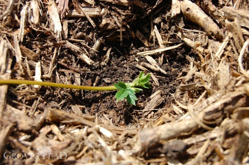 Strawberry runners planted into good soil