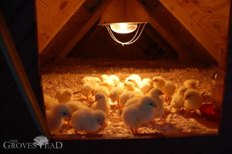 Baby chicks milling around in their new home