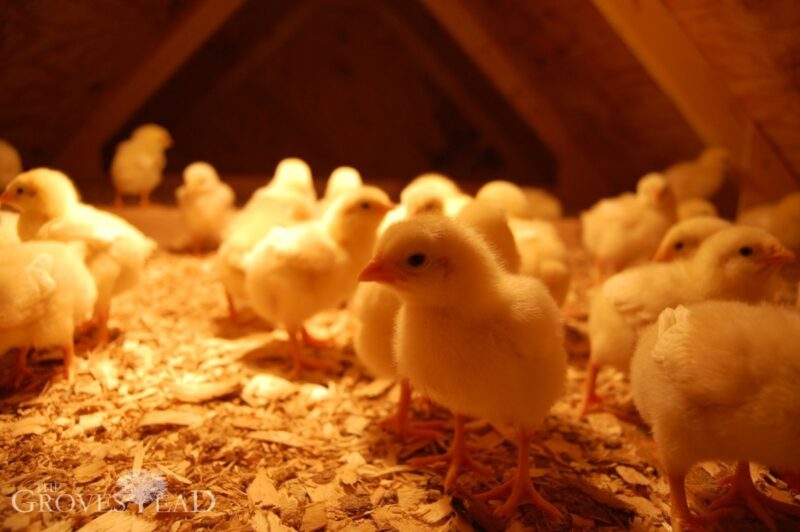 Baby chicks in their new abode