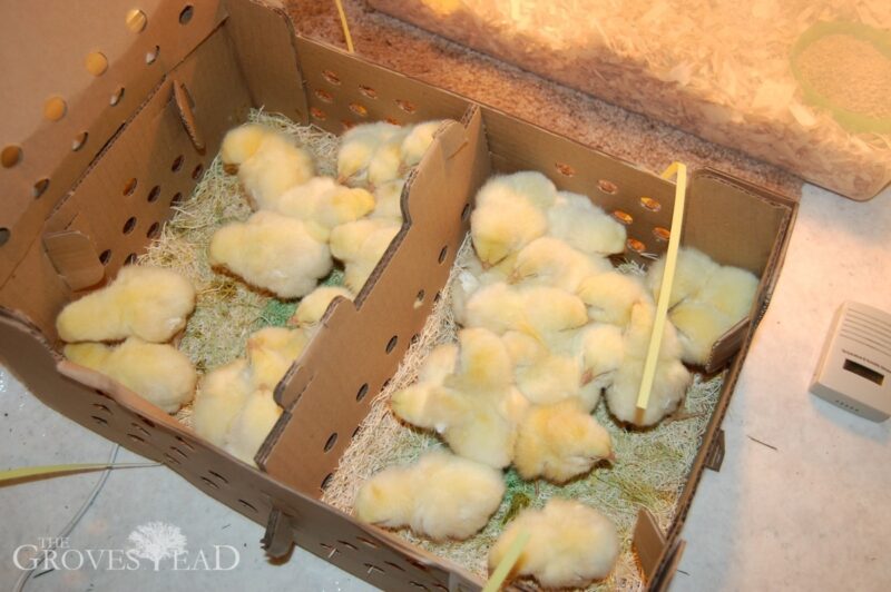 Baby chickens in box they were mailed in