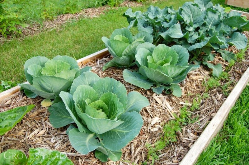 Cabbage and broccoli growing in our raised beds