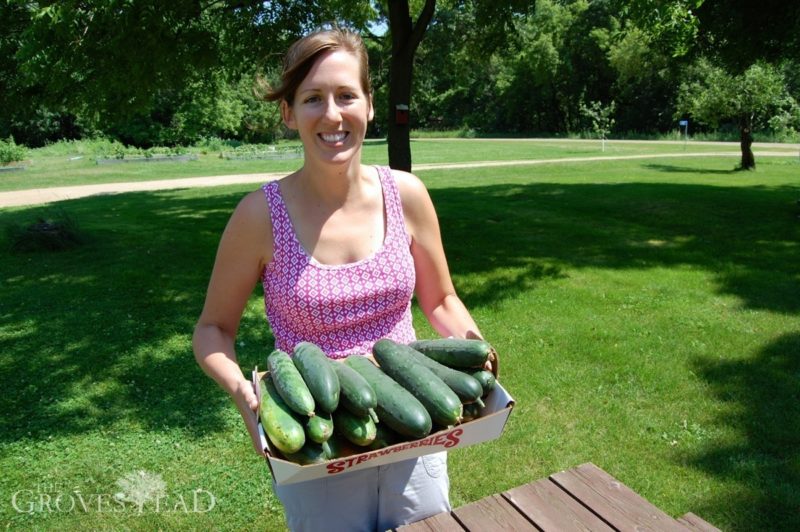 Cucumber harvest