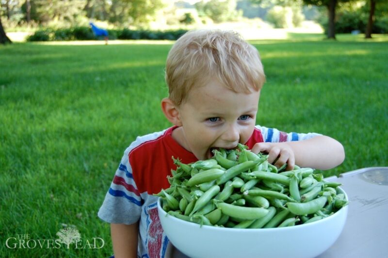 Ivar eating fresh sweet peas
