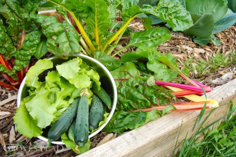 Kale, cucumber, and lettuce harvested for salad greens