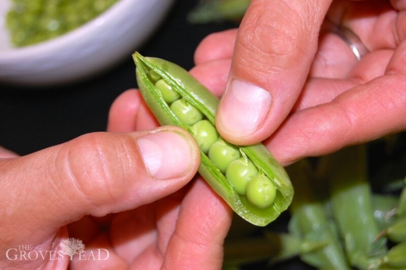 Shelling sweet peas