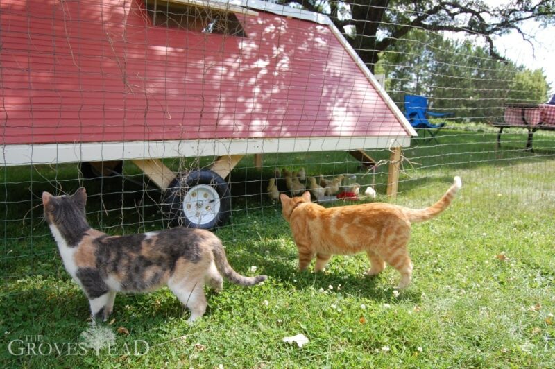 Our cats were particularly interested in the new coop