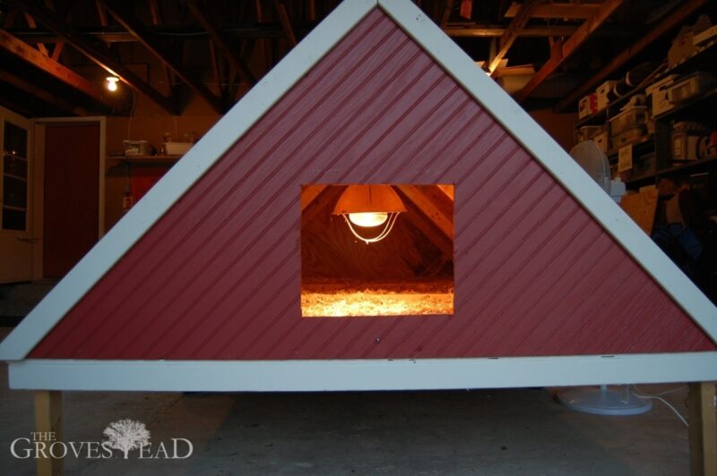 Heatlamp hung inside the mobile chicken coop to keep the baby chicks warm