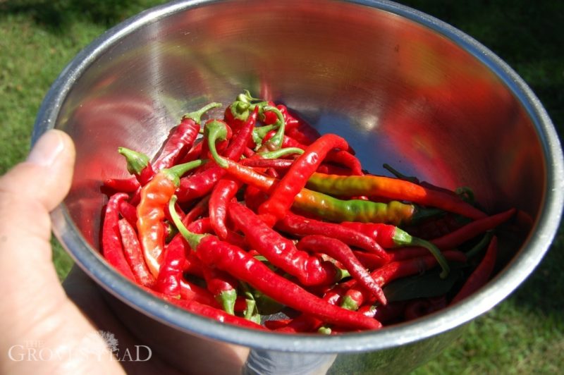 Fresh cayenne peppers harvested from garden