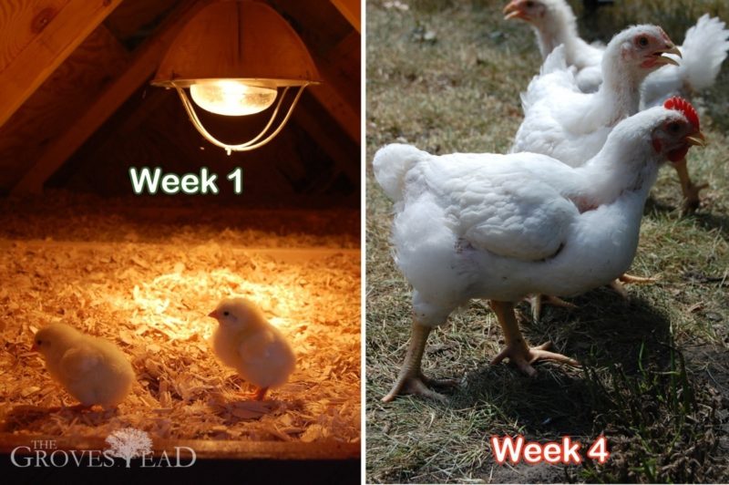 Comparison of chickens week one to week four