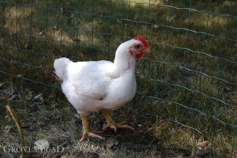 Closeup of our growing broiler chickens