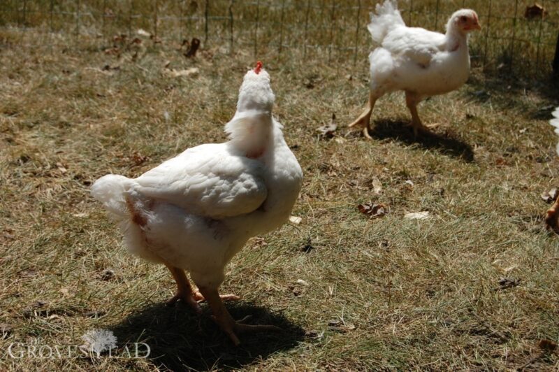 Growing chicks in the pen