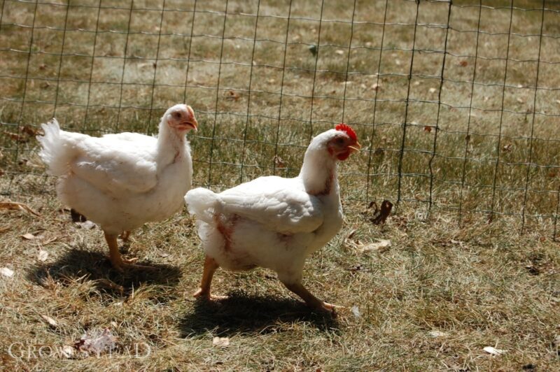 Growing chicks running