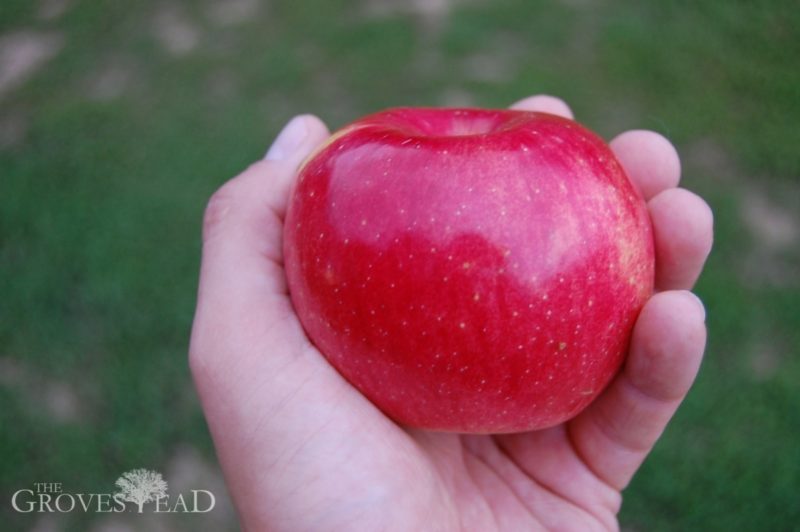 First apple harvested from our orchard