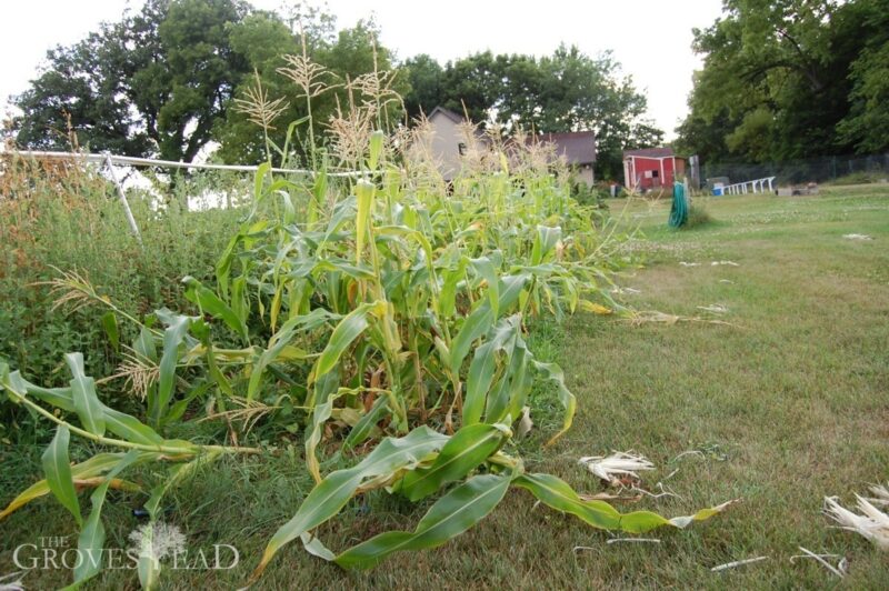 Raccoons got into our sweet corn