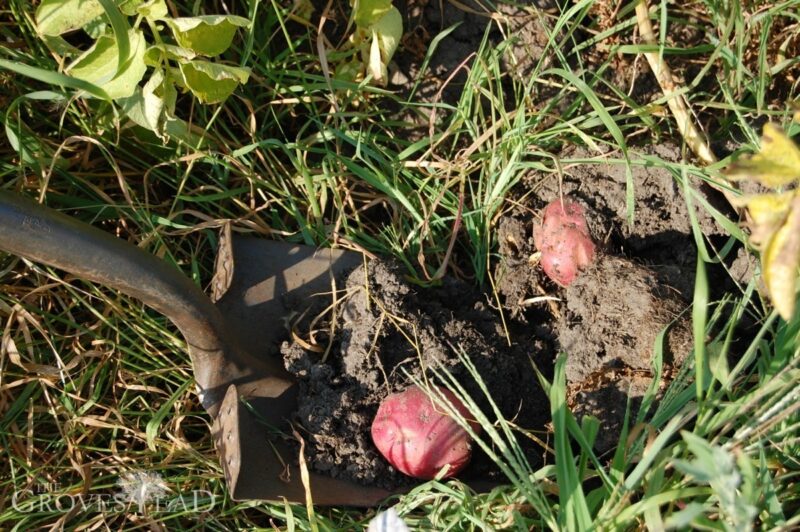 Digging potatoes out of the ground