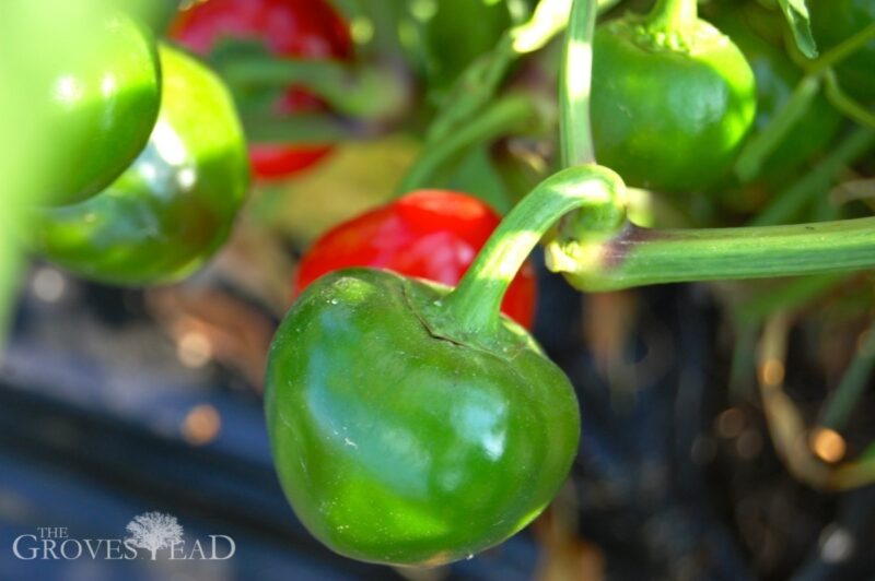 Peppers ripening