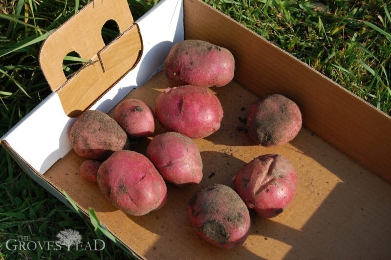 Potato harvest