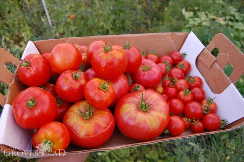 Tomato harvest