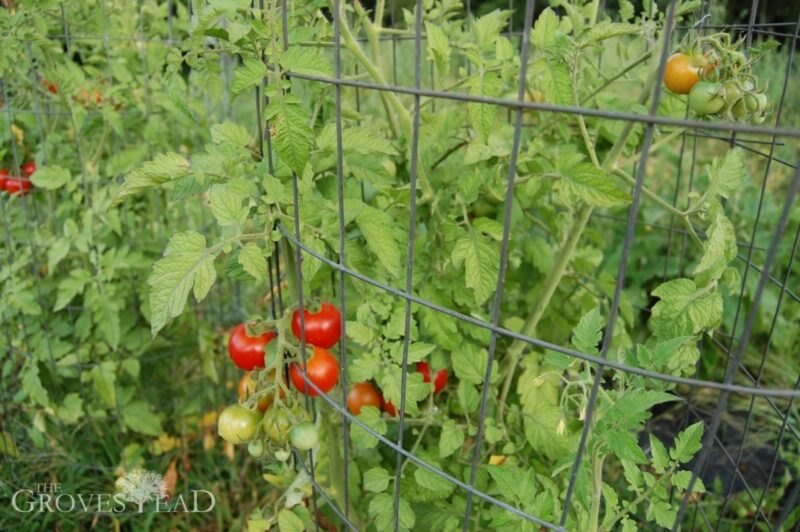 Tomatoes ripening
