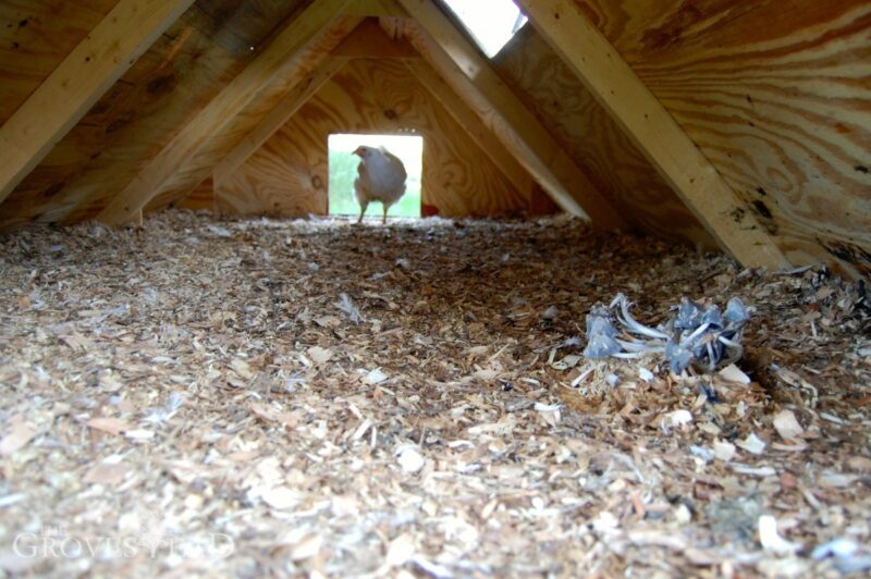 Mushrooms sprout in dirty chicken coop