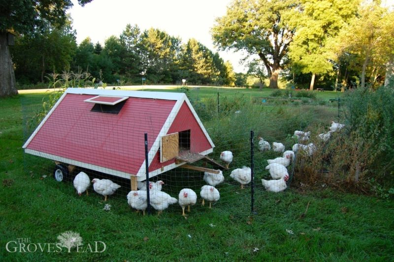 Chickens grazing in the garden