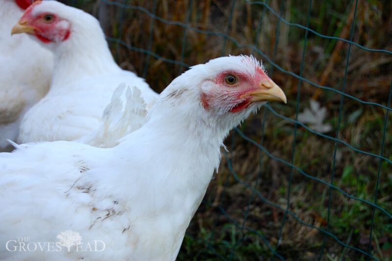 Free-range chickens in the garden