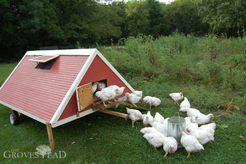 Happy chickens