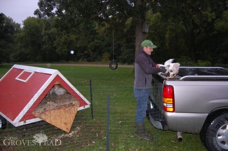 Loading the chickens into the pickup truck