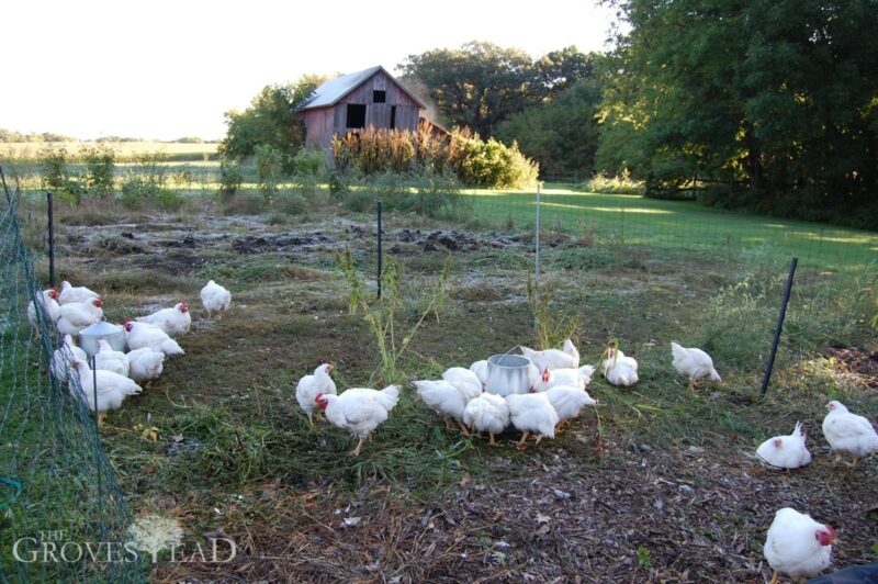 Chickens out on a cold morning