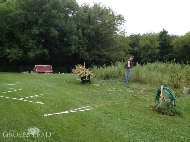 Harvesting corn and taking down pea trellis