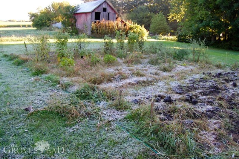 Early frost at the Grovestead