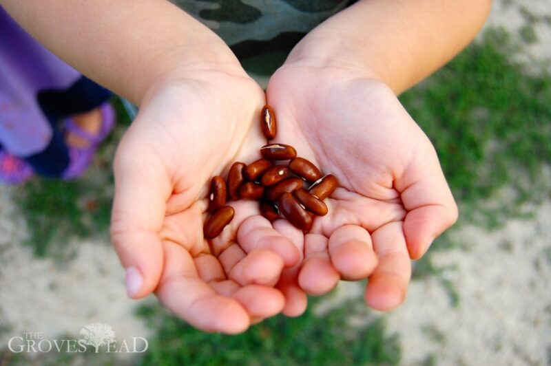 Ivar holds the beans in his hands