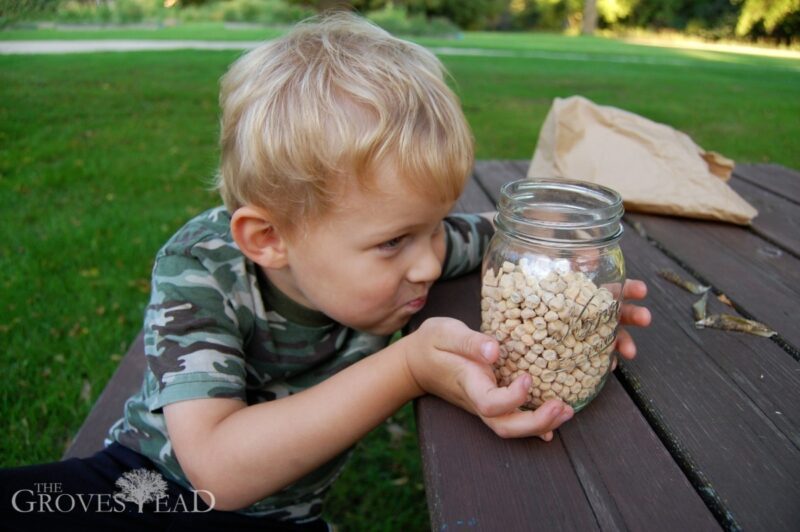 Ivar inspects the heirloom peas we just gathered