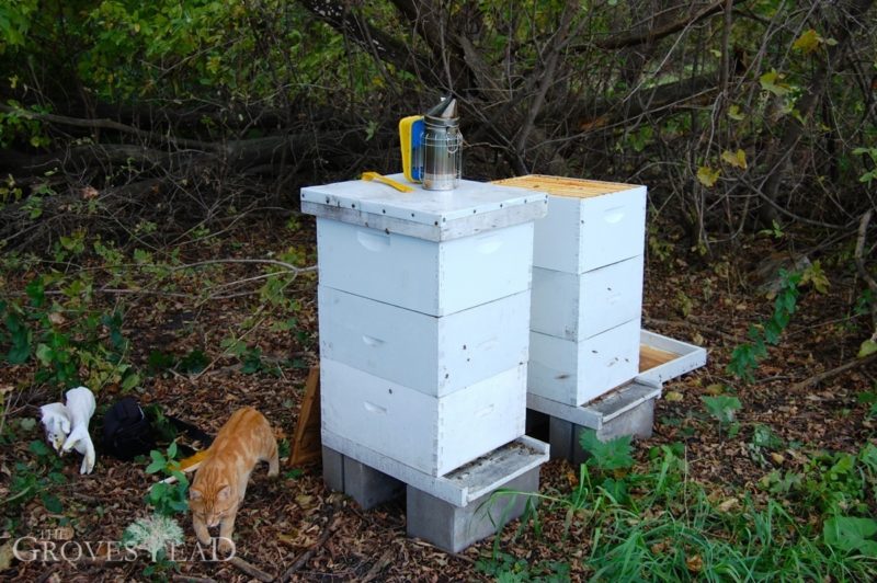 Bee hives on our property