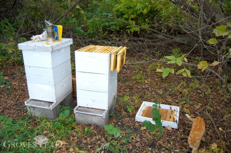 Bee hives opened with frames pulled out for inspection