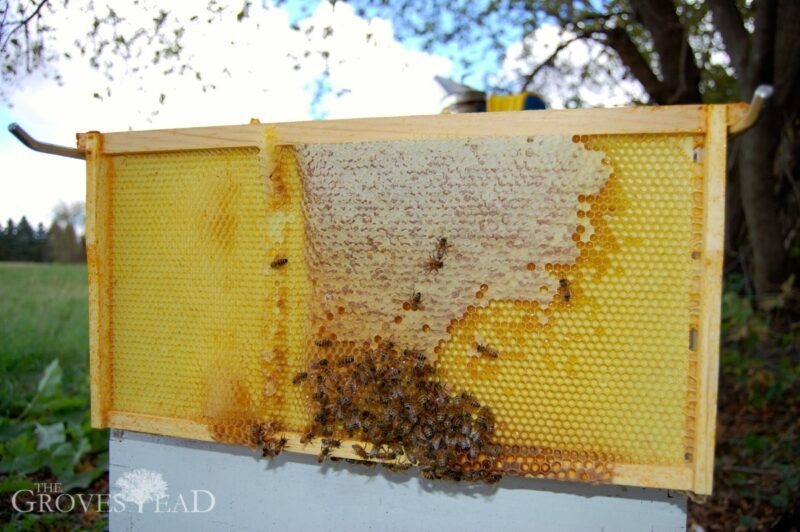 Capped honey