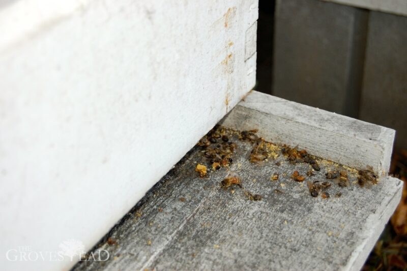 Dead bees at the base of the hives