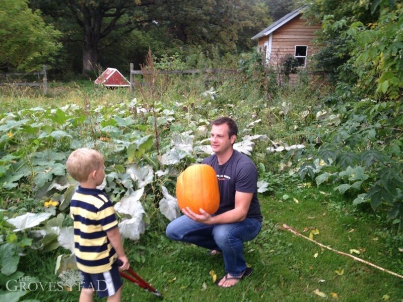 Huge pumpkins in our pumpkin patch