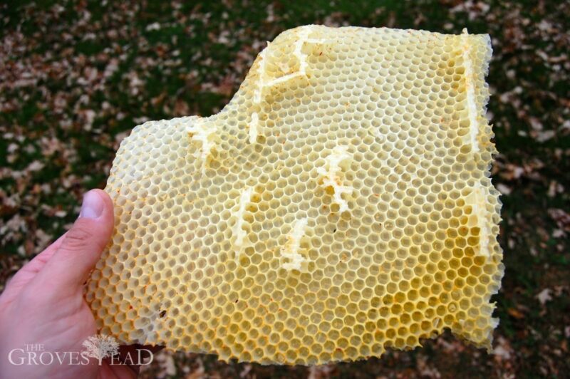 Beeswax pulled from one of the hives