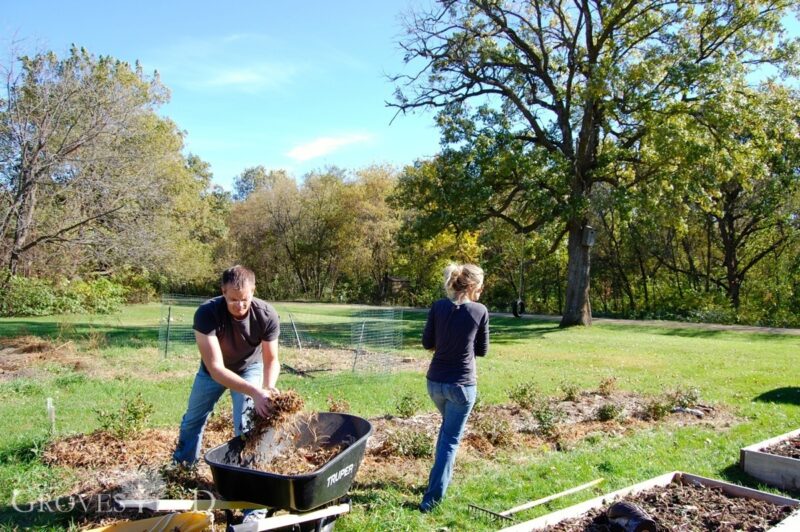 Re-mulching the blueberry patch