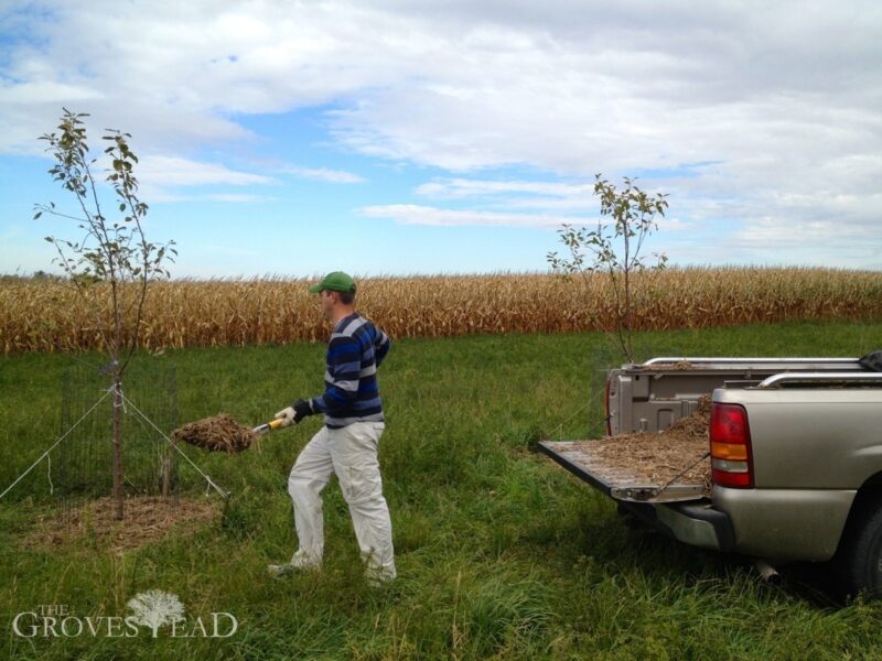 Mulching the apple trees