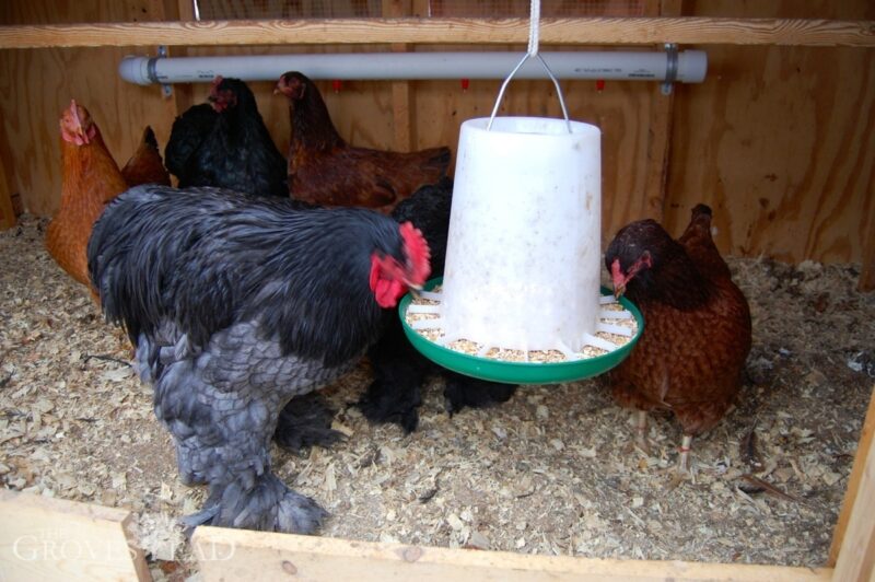 Rooster eating the homemade chicken food