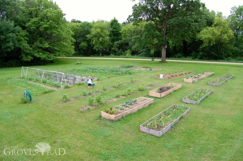 Garden in mid-June