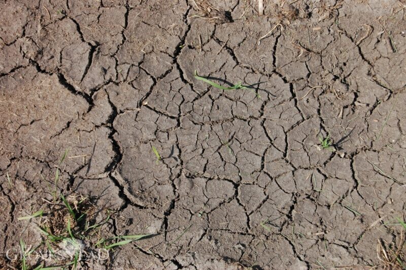 Bare soil is dry and cracked