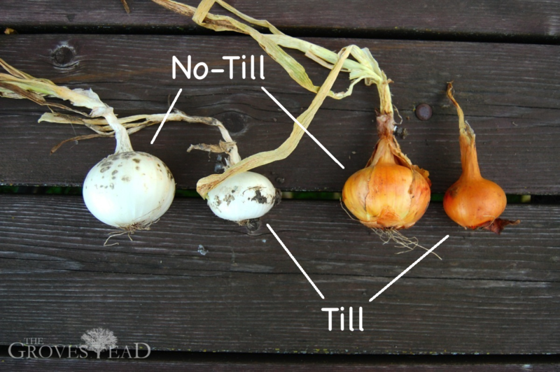 Comparison of onions grown in no-till garden